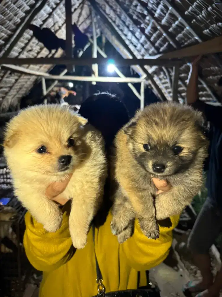 MINIPOM ALL JANTAN