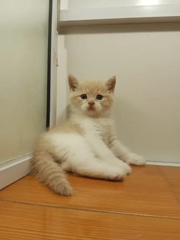 British shorthair bico cream & white