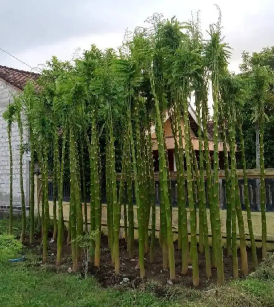 Pohon pakis Brazil/solobium