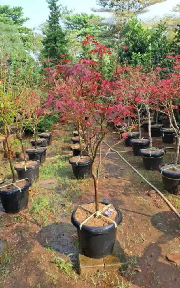 Pohon maple tree