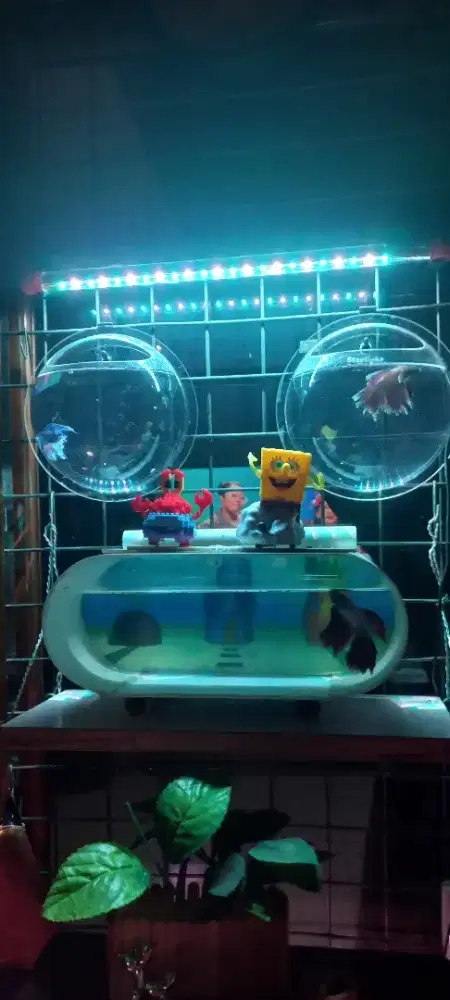 Ikan Cupang & aquarium