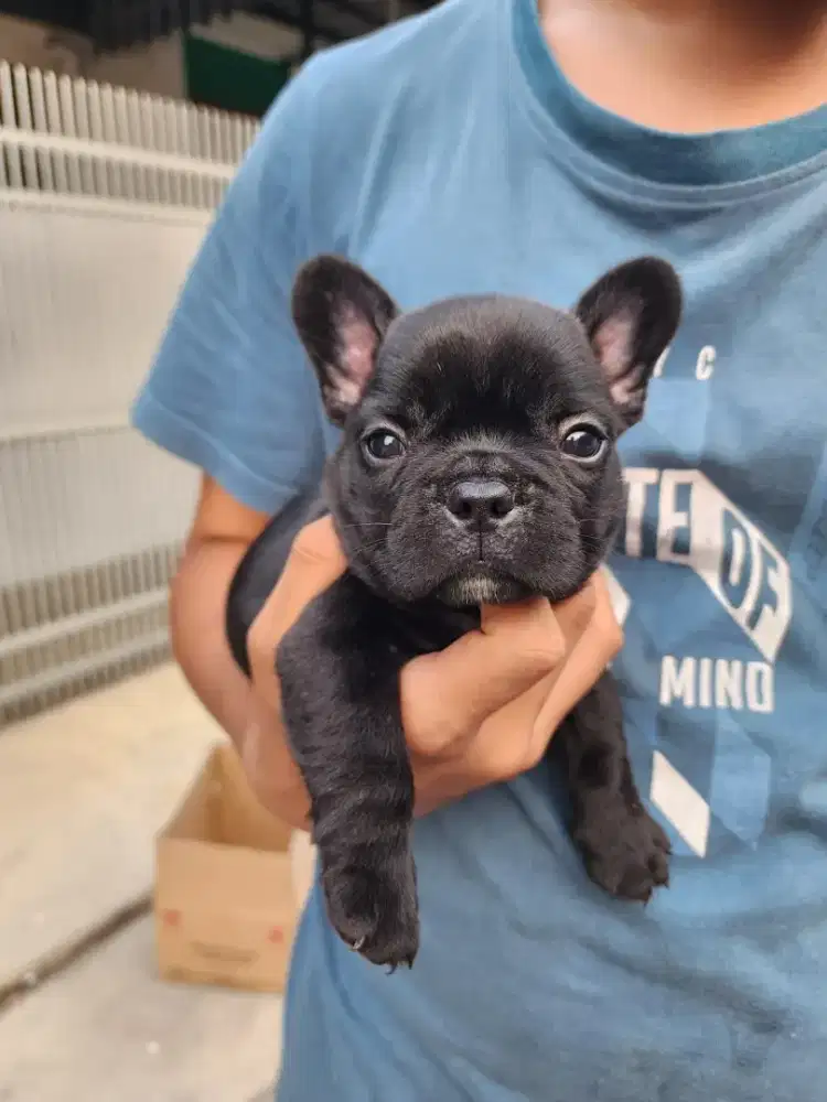 French Bulldog Puppies import