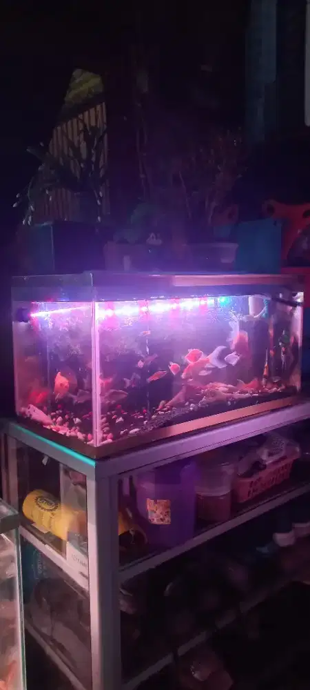 Aquarium + ikan