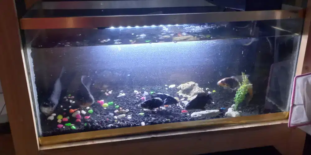 Aquarium + ikan