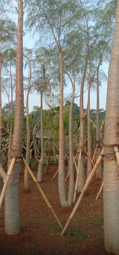 Pohon moringa/kelor Afrika