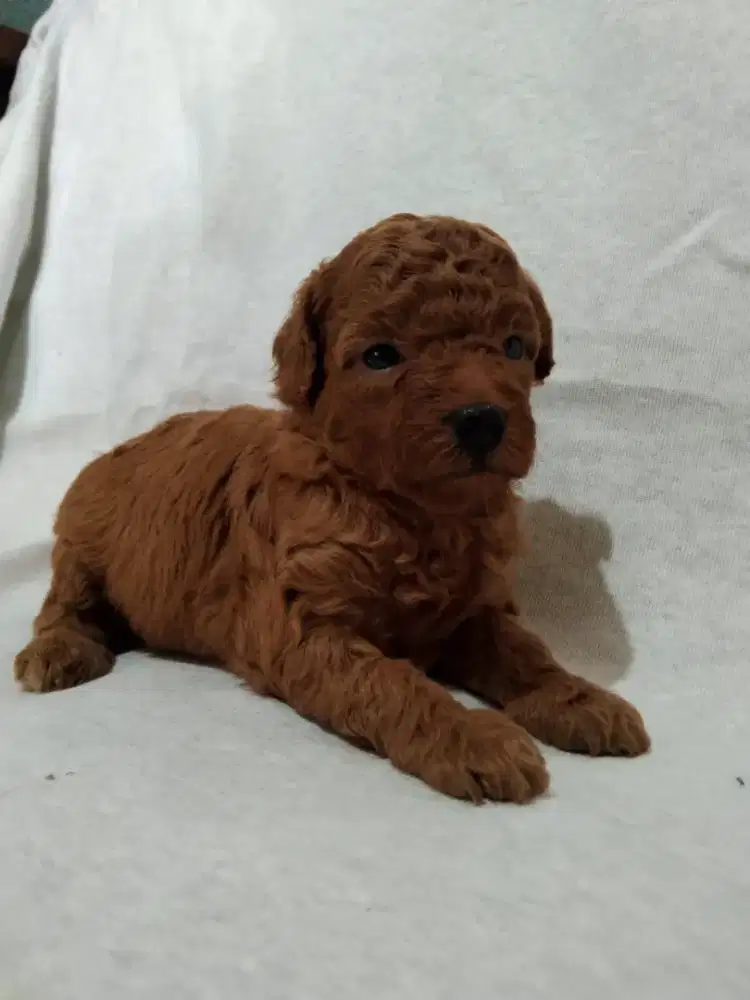 Jual anjing Poodle