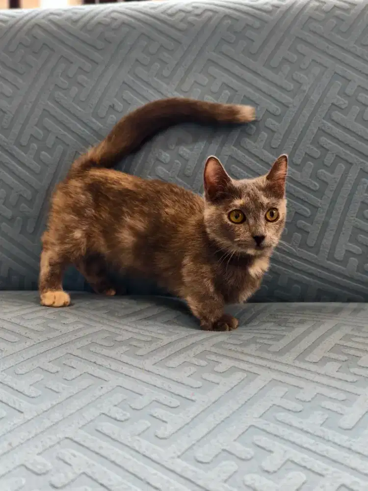 3 kucing Munchkin cebol BSH murah borongan