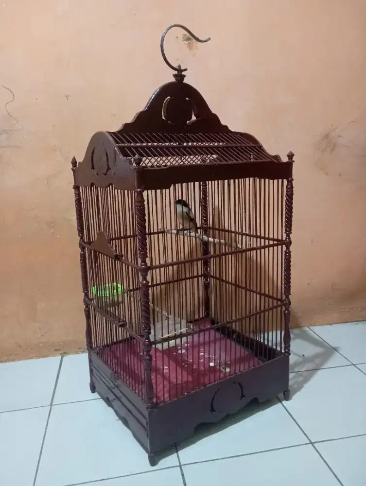 Burung Pentet cendet jateng  rajin bunyi masteran murai fullset