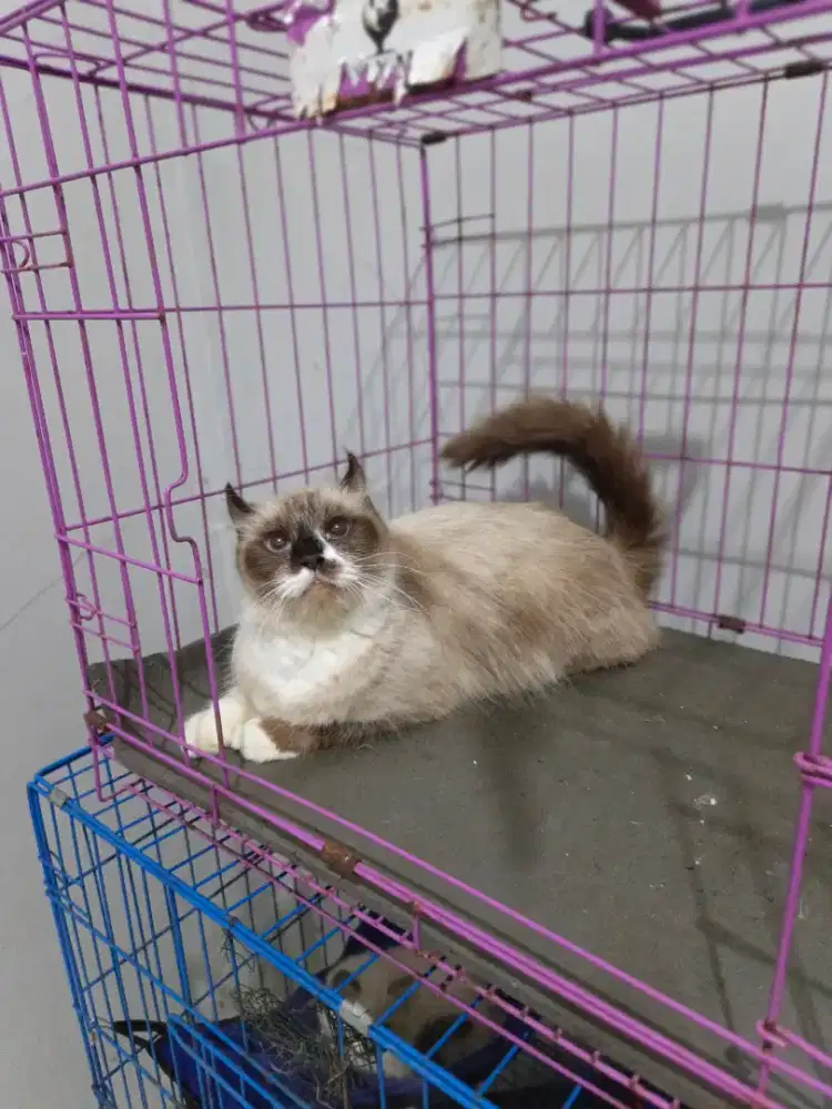American curl kucing betina indukan