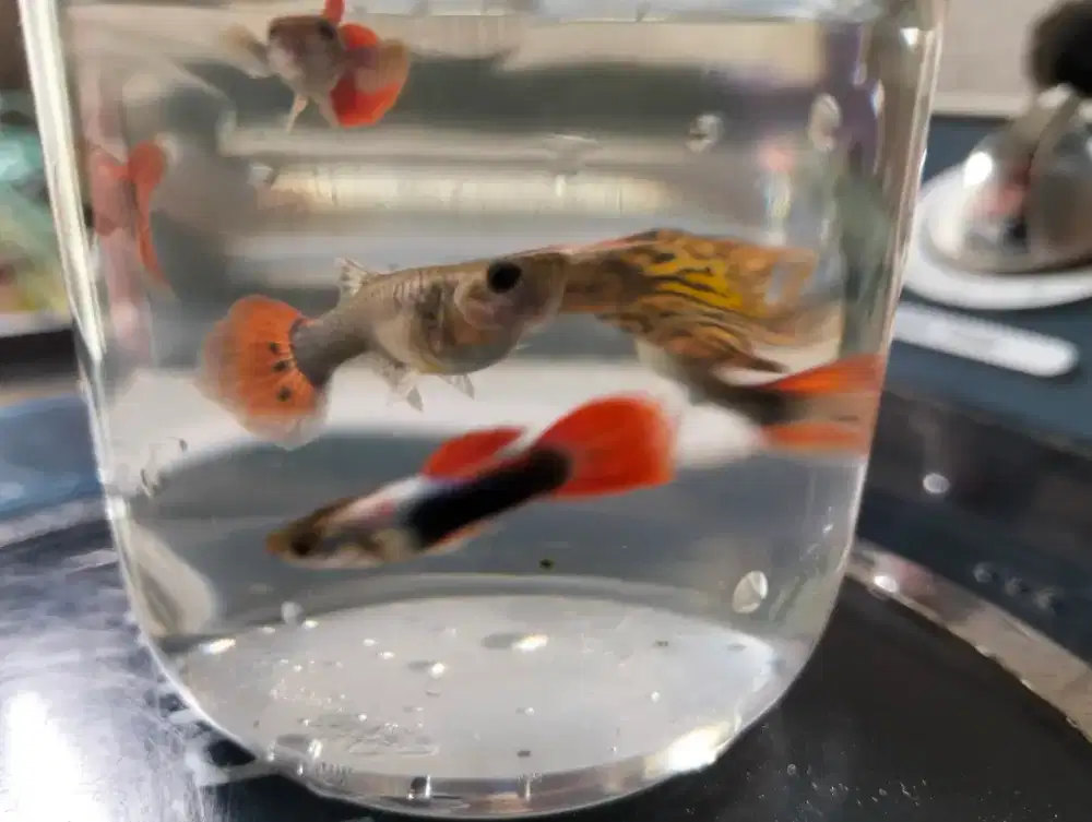 Ikan gappy merah PRTDE