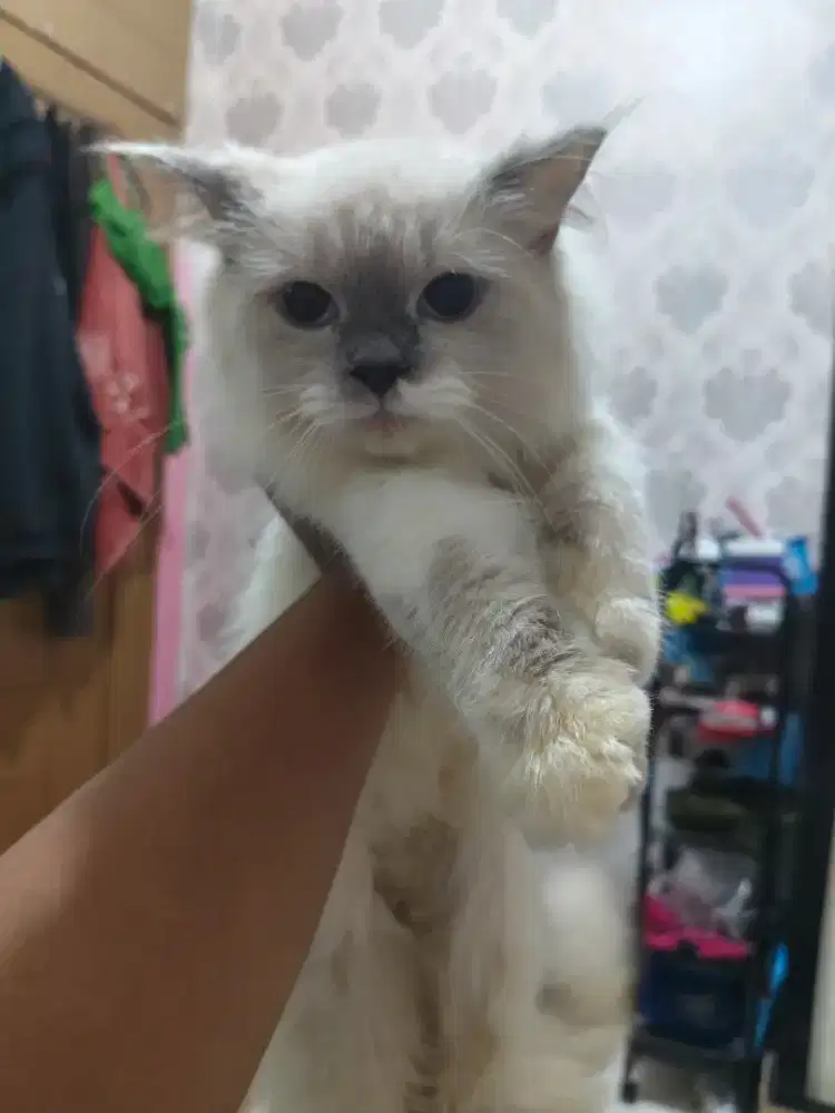 Himalaya mix ragdoll
