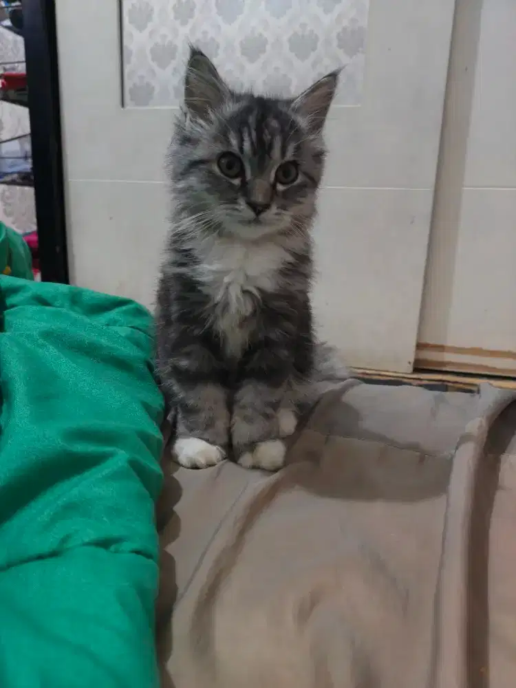 Persia  bigbon  kiten