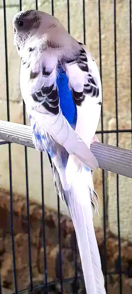 BURUNG PARKIT BIRU VIOLET GACOR  AKTIF CERECET PLUS NGOCEH