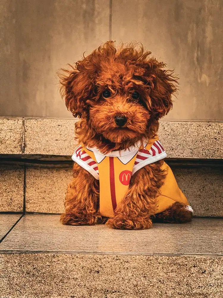 Toy Poodle Jantan Stambum Perkin Super Lucu Aktif