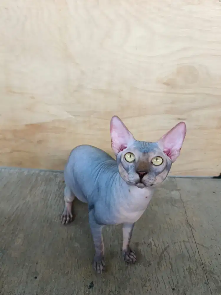 Kucing sphynx jantan 11bulan
