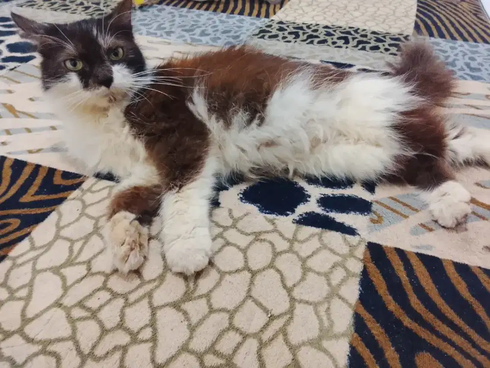 Kucing persia betina