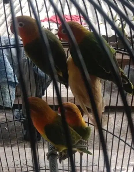 Sepasang Burung Lovebird