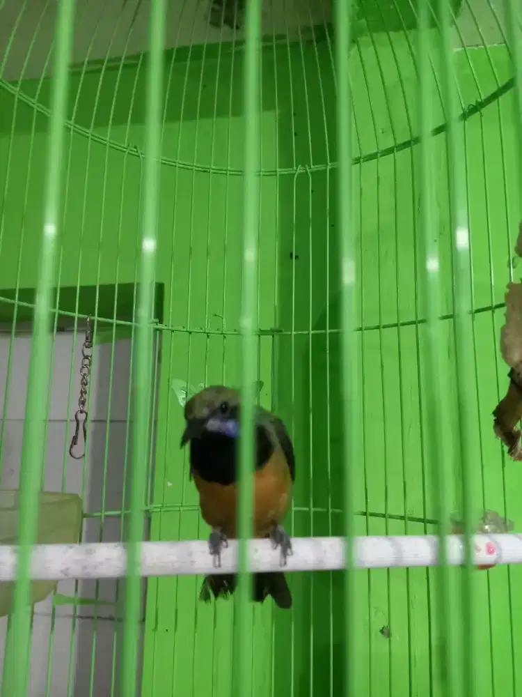 BURUNG MASTERAN MURAI CUNGKOK