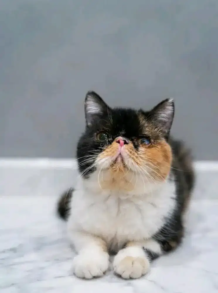 Exotic shorthair Calico !