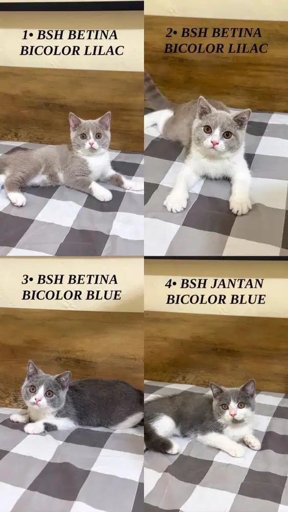 Kucing British Shorthair BSH Bicolor Lilac & Blue