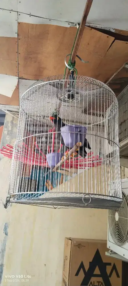 Kandang bulat besi beo muda hutang