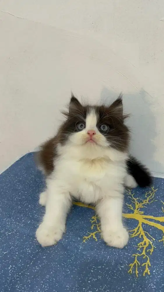 Open adopt kitten persia