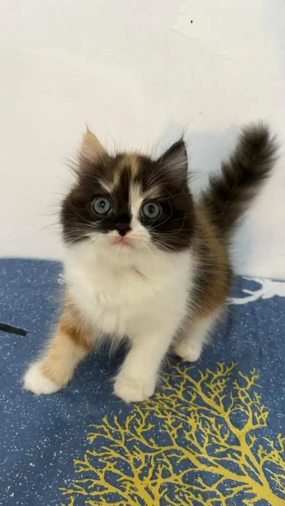 Open adopt kitten persia