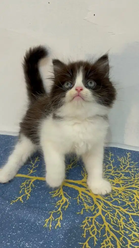 Open adopt kitten persia