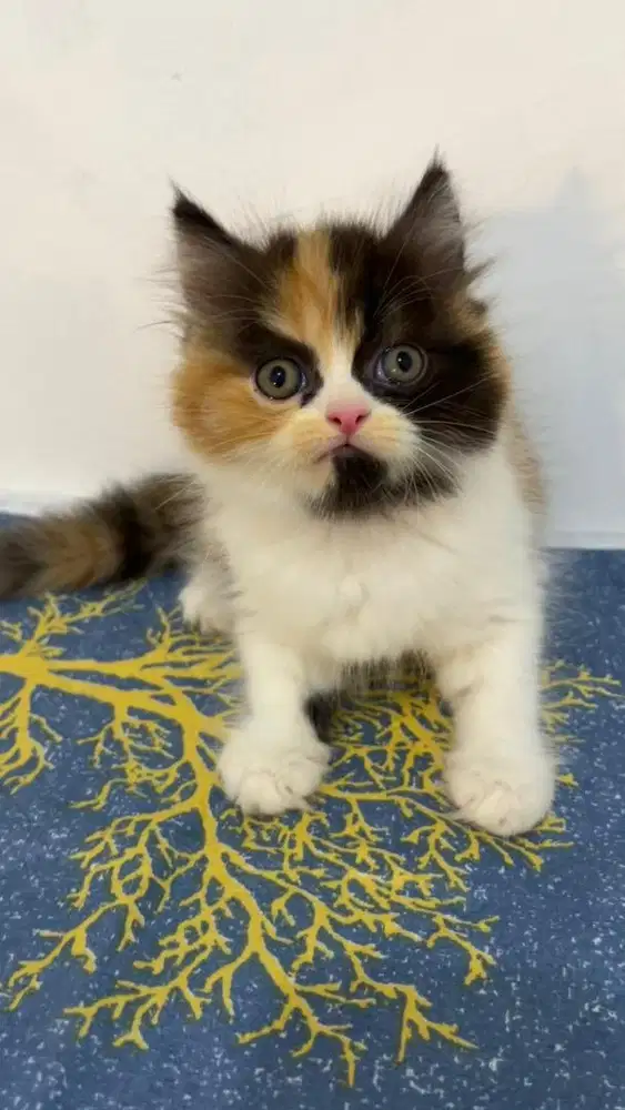 Open adopt kitten persia