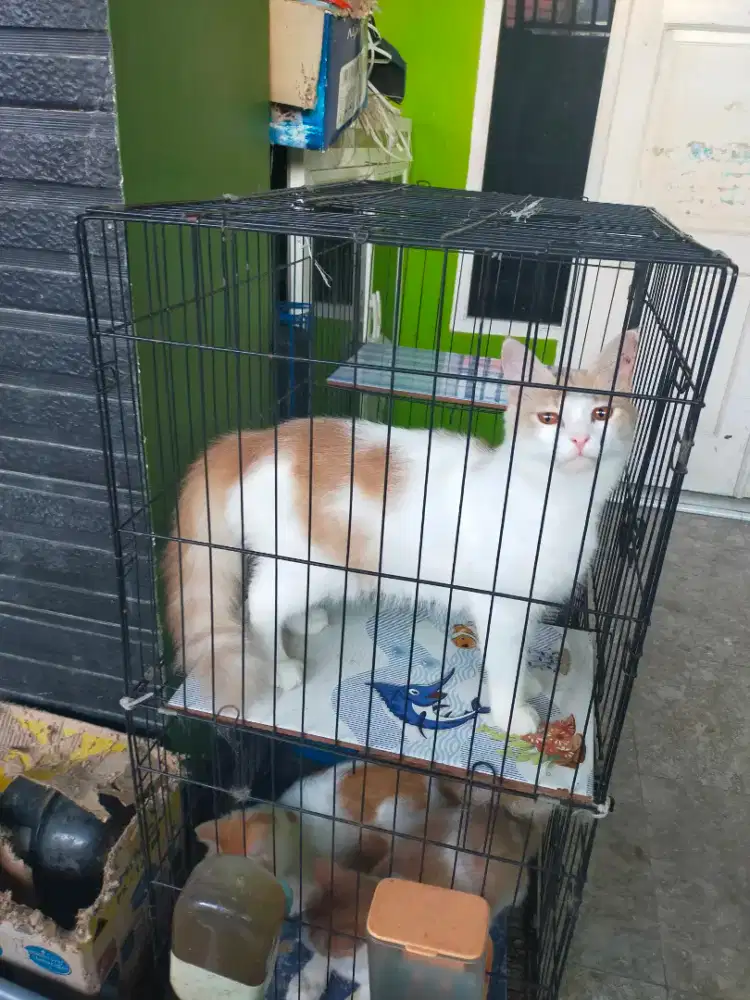lepas adopsi kucing
