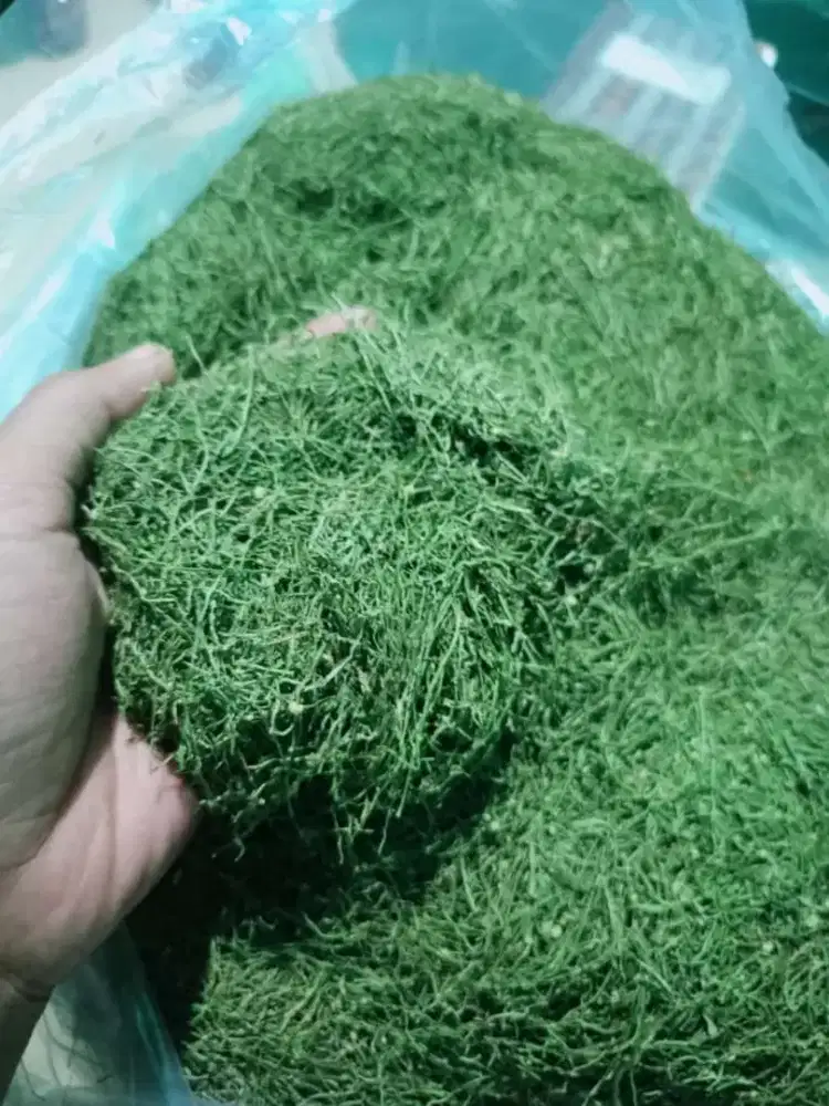 Rumput gayo Aceh asli per ons