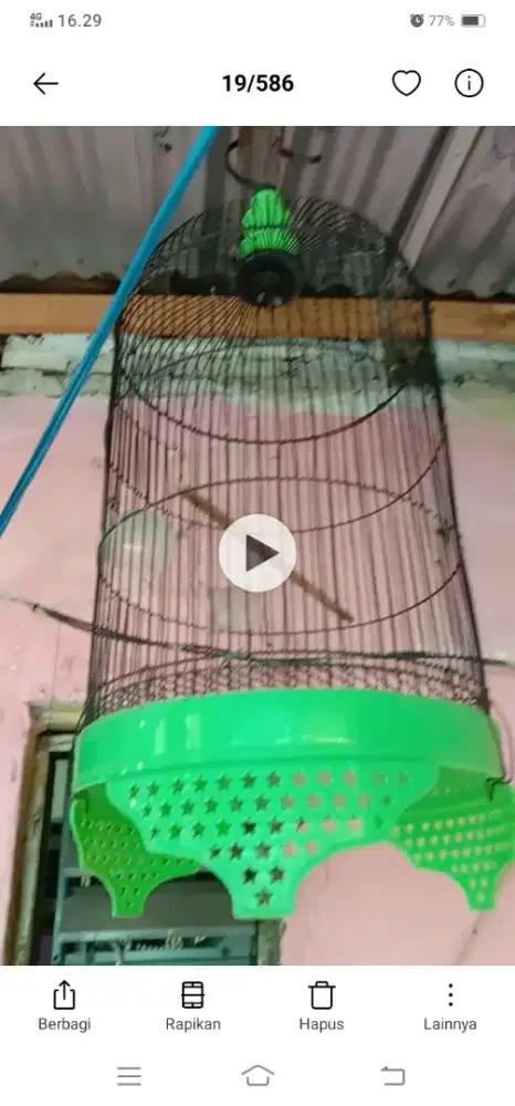 Kandang love bird