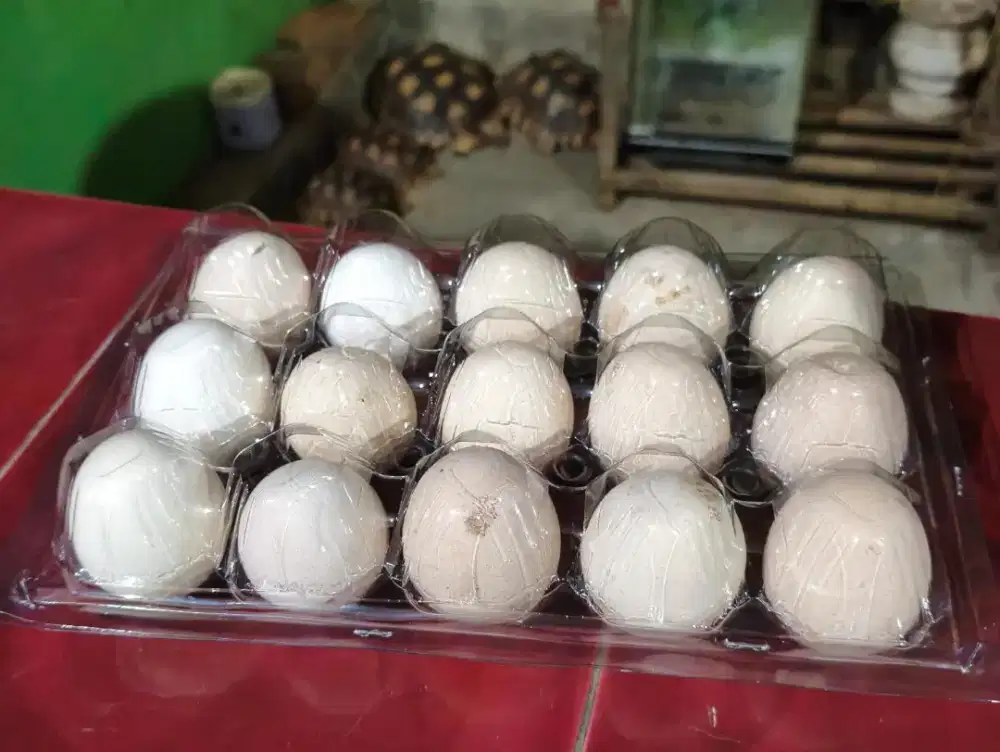 Telur ayam ELBA