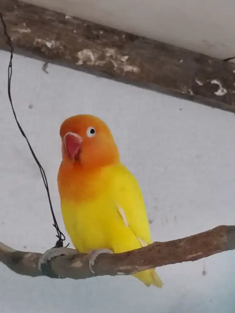 LOVEBIRD PAUD LUTINO RETINA MERAH