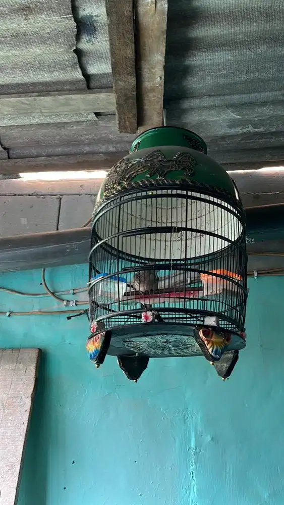 burung peekutut lokal bunyi rajin sama kandang