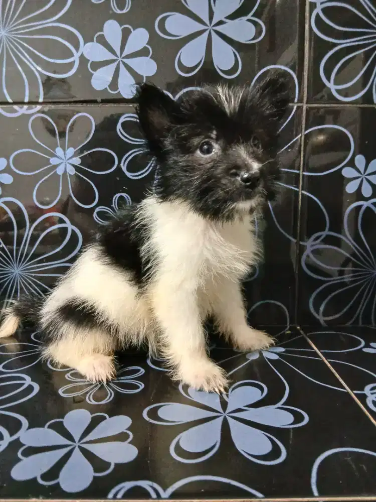 Jual anak anjing