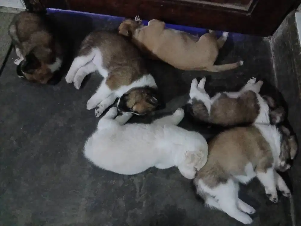 Jual anak anjing kampung lucu2