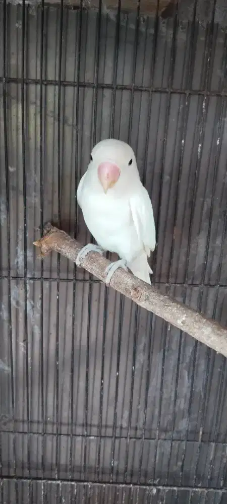 Jantan albino sehat