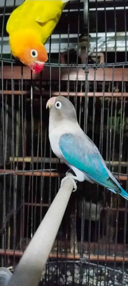 Betina gacor masteran