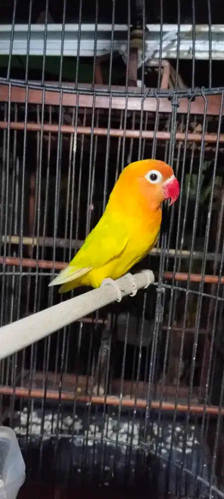Betina GS pied dada kuning cerah
