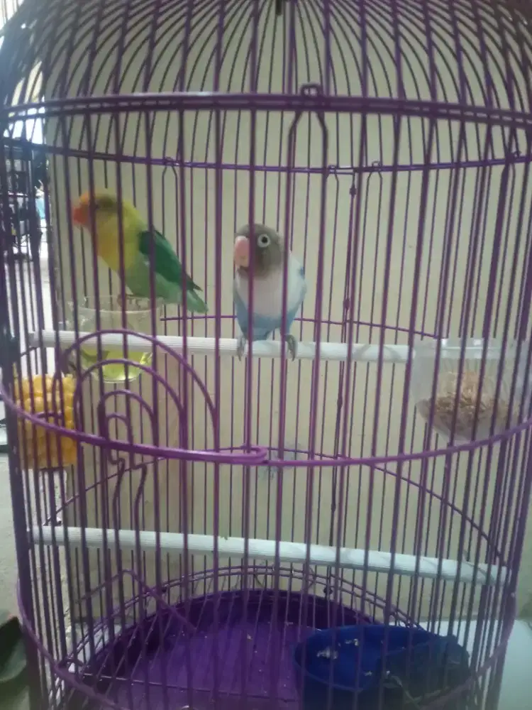 Love bird jodohan
