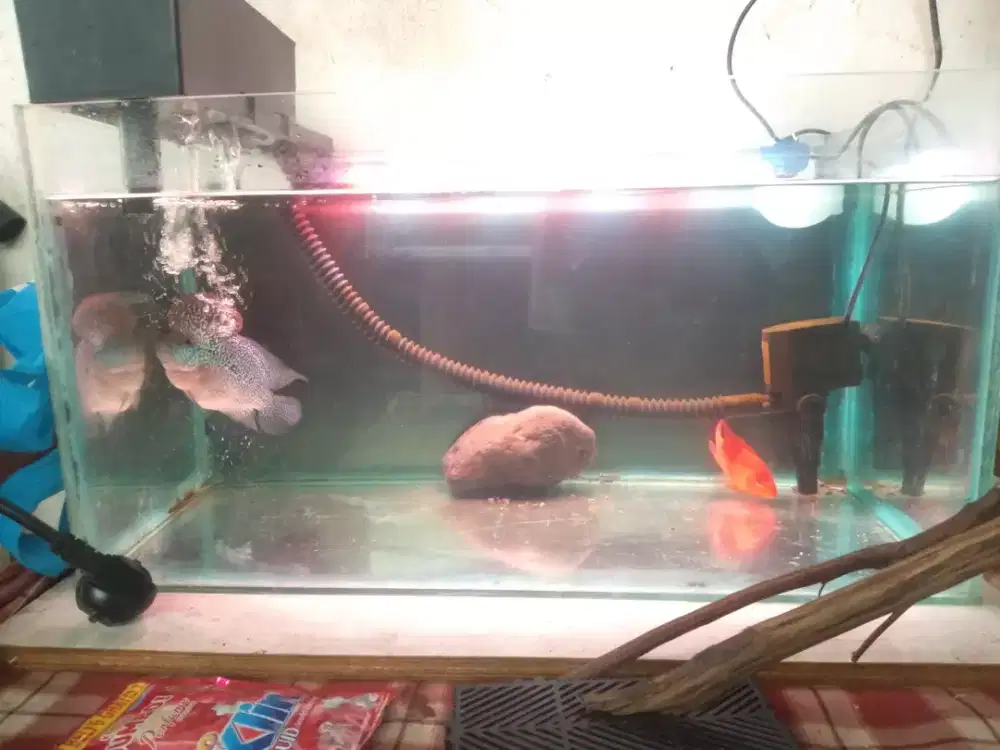 Louhan & Red Parrot