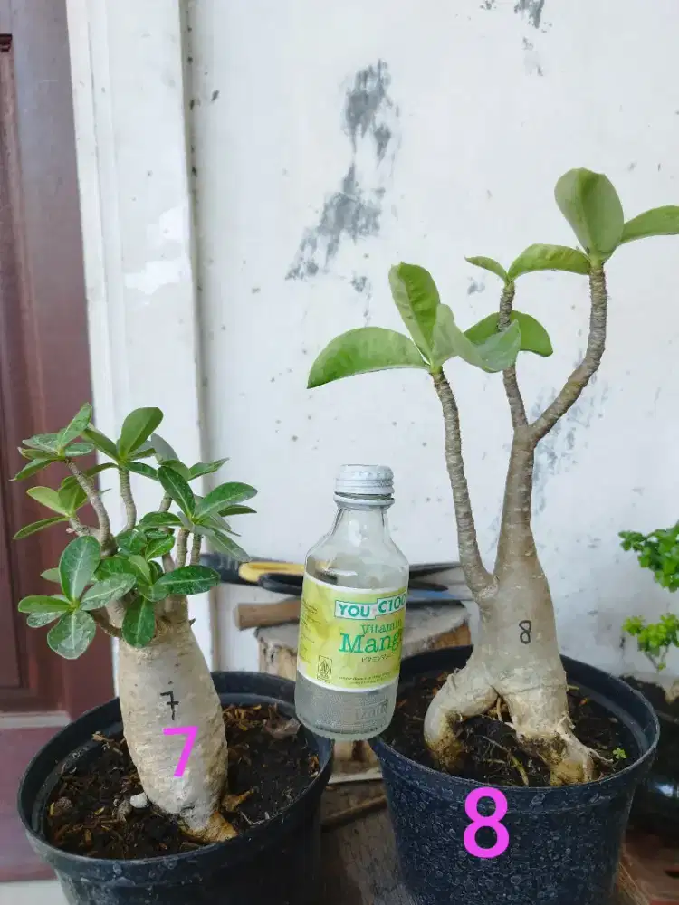 Adenium Arabicum Thaisocotranum RCN
