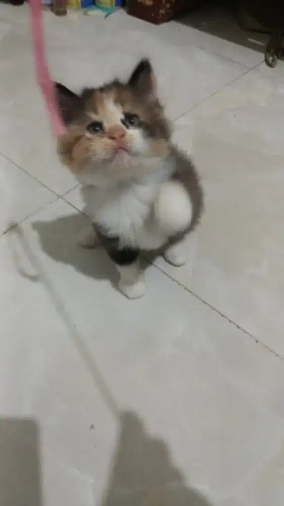 Kucing Persia calico