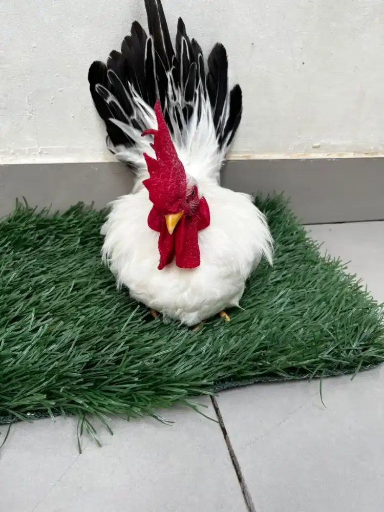 Ayam Kate Chabo Blactail