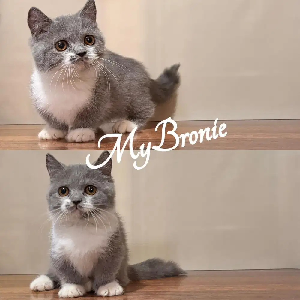 Kucing mumchkin british shorthair