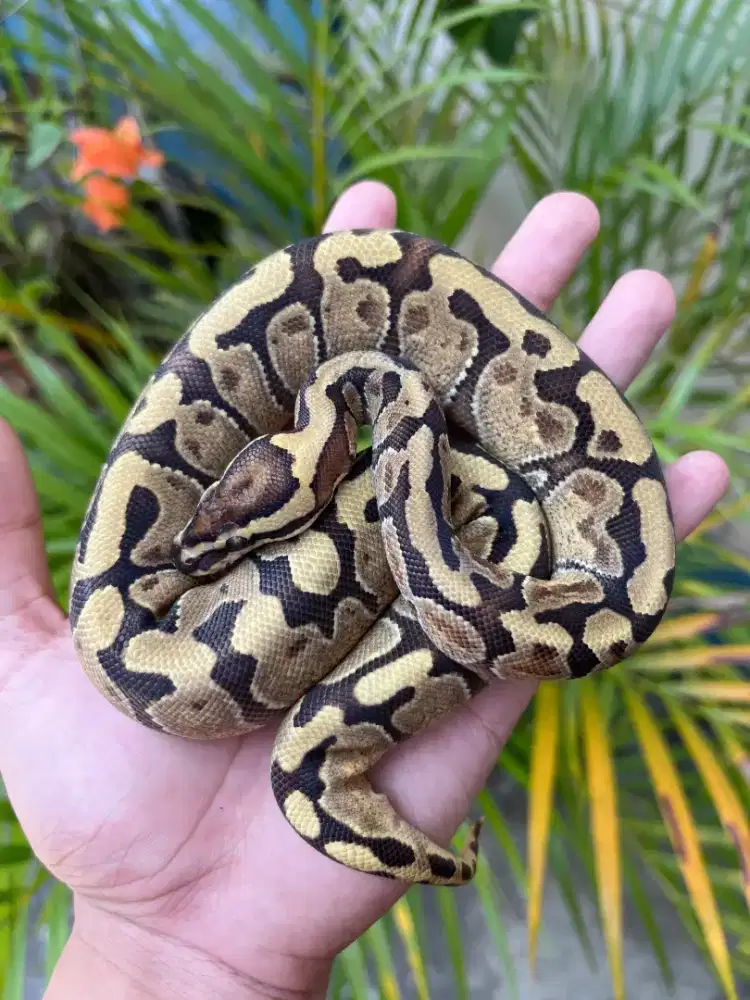 Bp Enchi ph Dessert Ghost