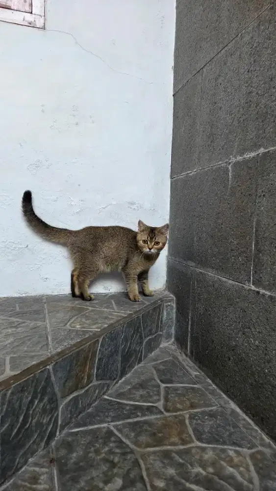 British shorthair betina
