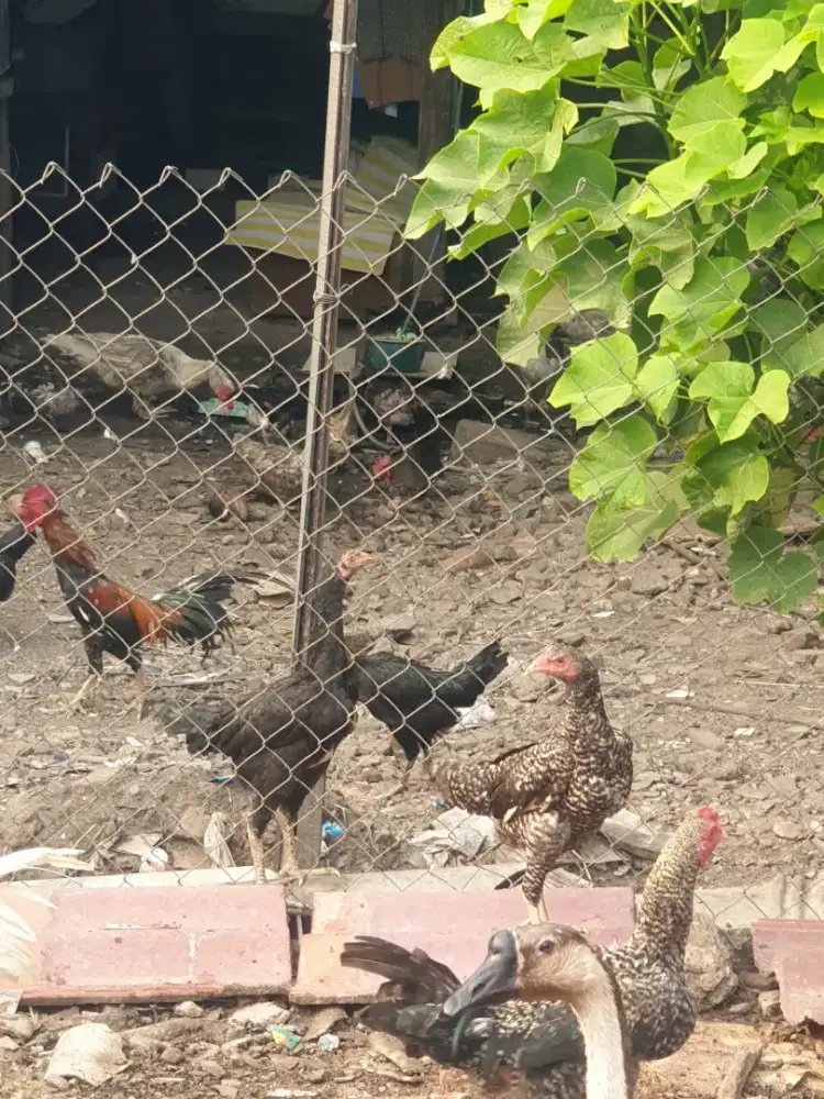 Ayam kampung segar