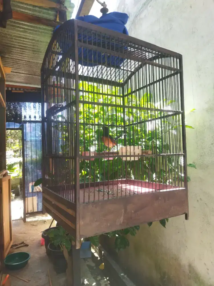 Murai batu betina